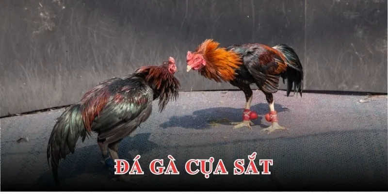 da ga cua sat 5